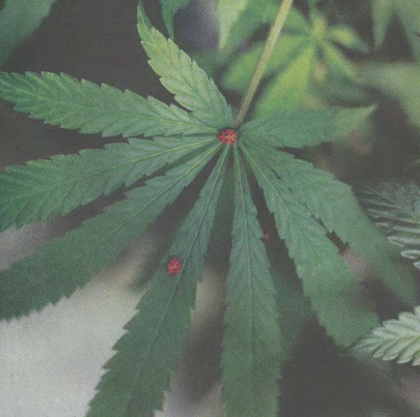 How Land Use and Natural Resource Regulations Are Shaping the Legal Cannabis Industry